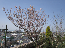 桜